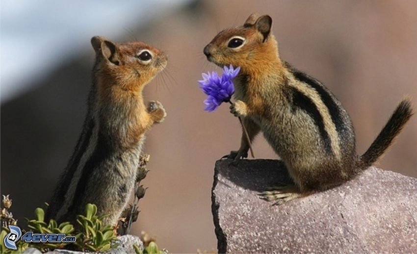veveričky, kvetinka