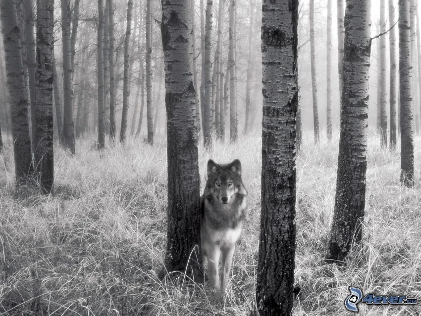 vlk, brezový les, tráva, kmene