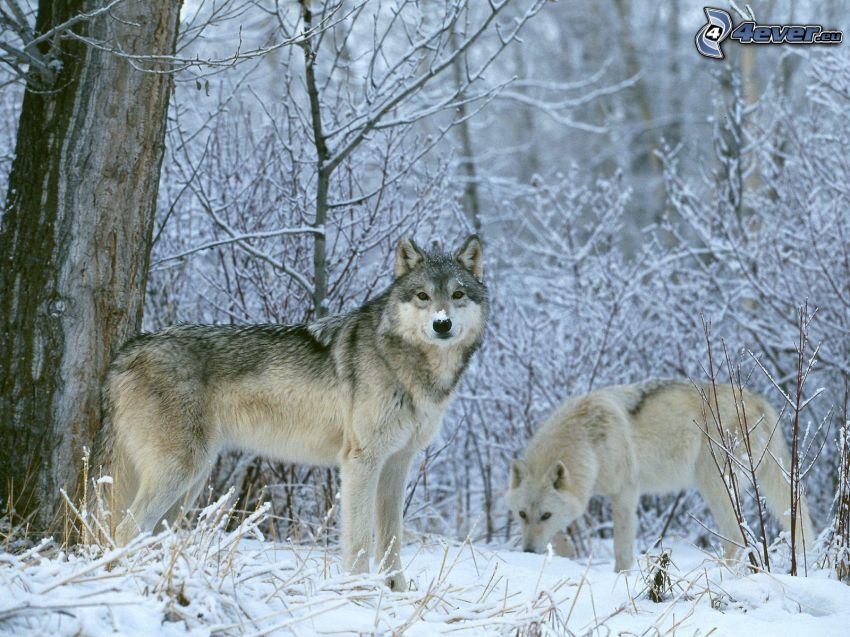vlk a vlčica, sneh, zima