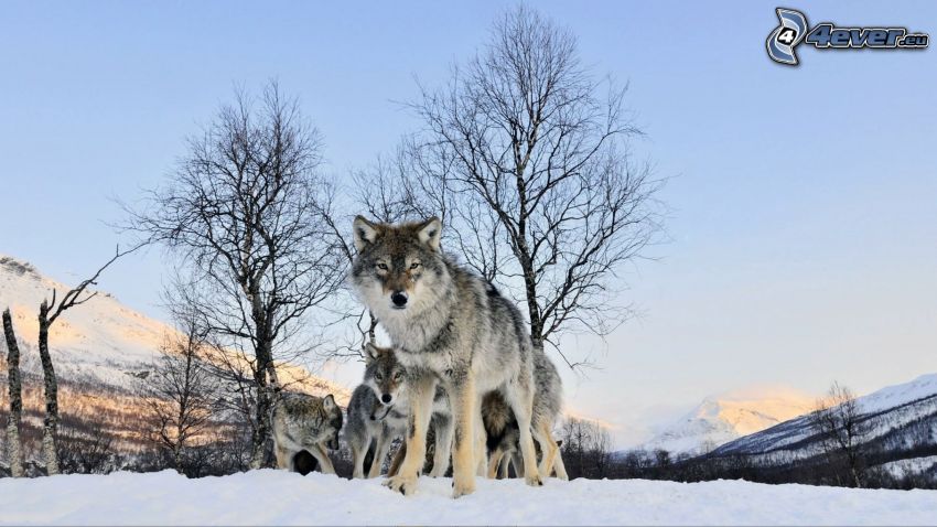 vlk na snehu, vlky, stromy