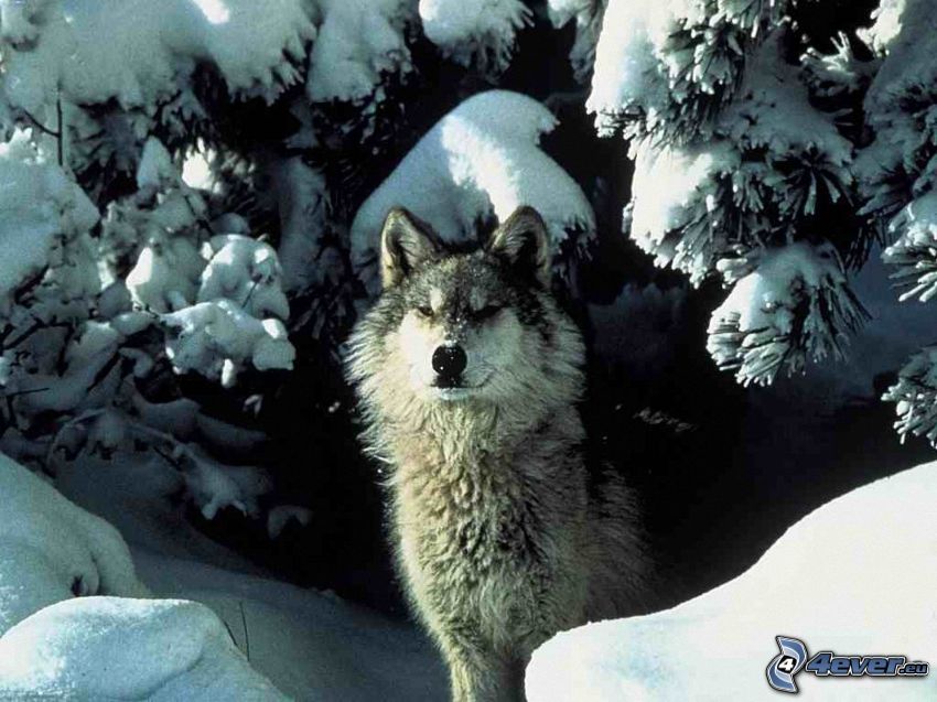 vlk v zime, zasnežené stromy, ihličnatý les, sneh