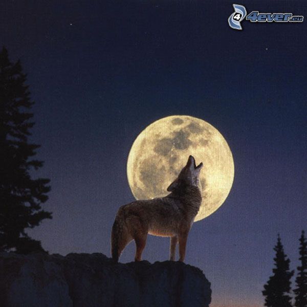vlk zavýja, Mesiac, spln, noc