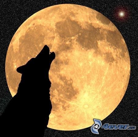 vlk zavýja, silueta vlka, spln, oranžový Mesiac