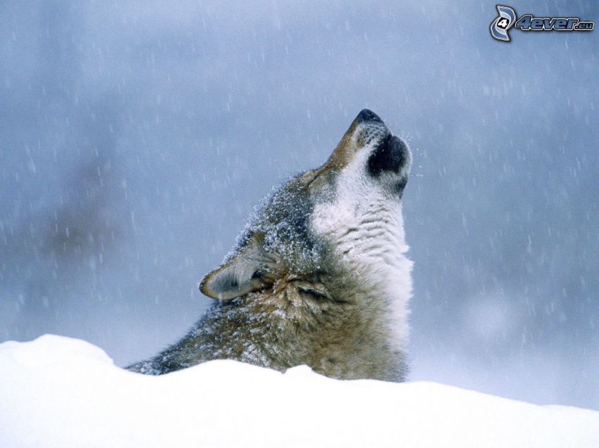 vlk zavýja, sneh, zima