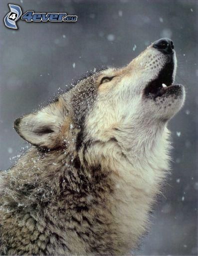 vlk zavýja, sneh