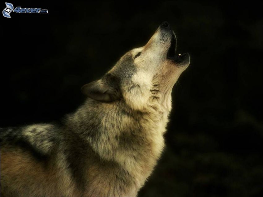 vlk zavýja