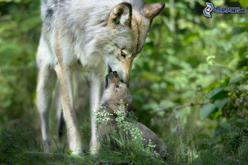 vlky, mláďa vlka