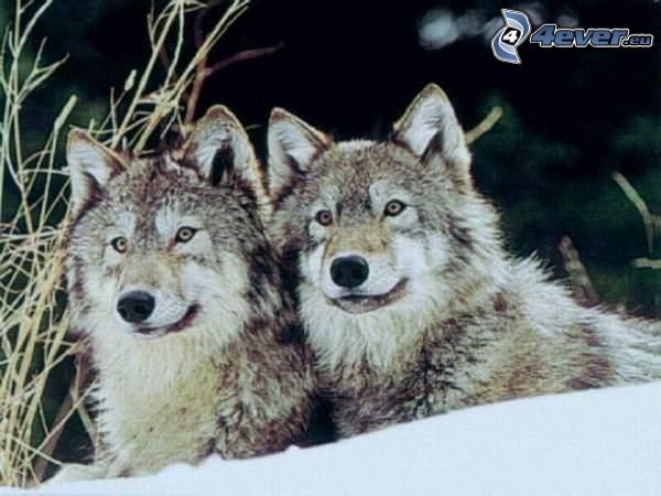 vlky