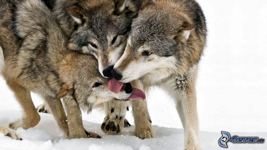 vlky