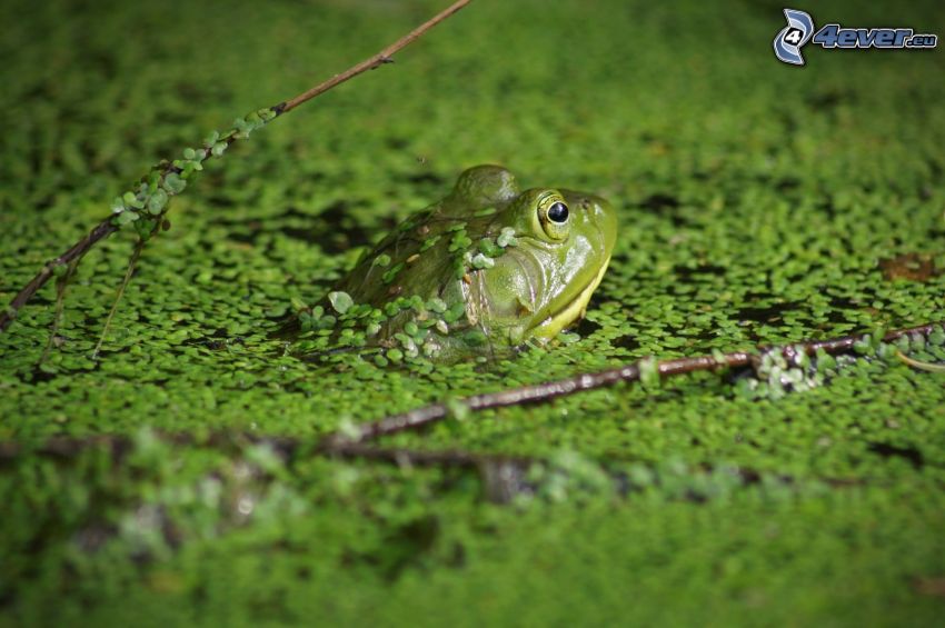 žaba, rybník