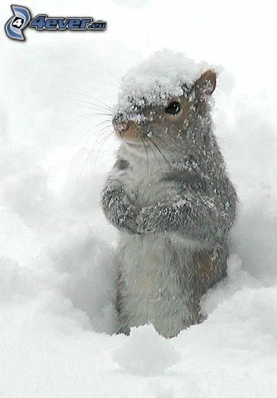 zasnežená veverička, sneh