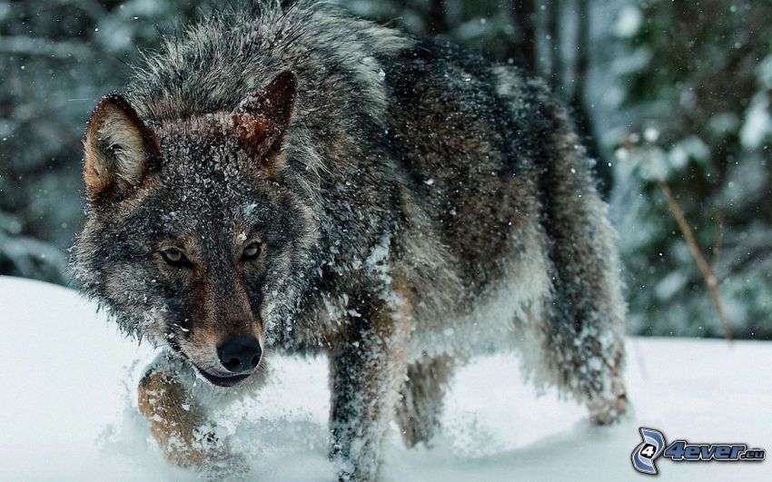 zasnežený vlk, vlk na snehu