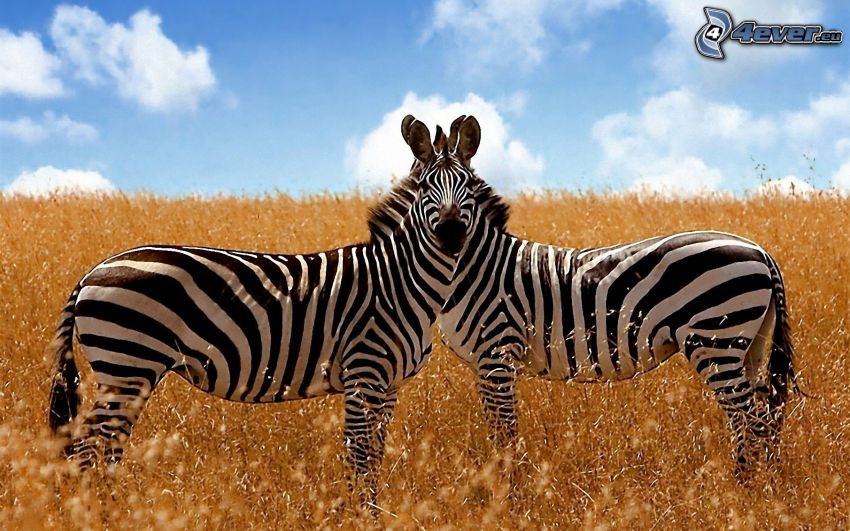 zebry, suchá tráva