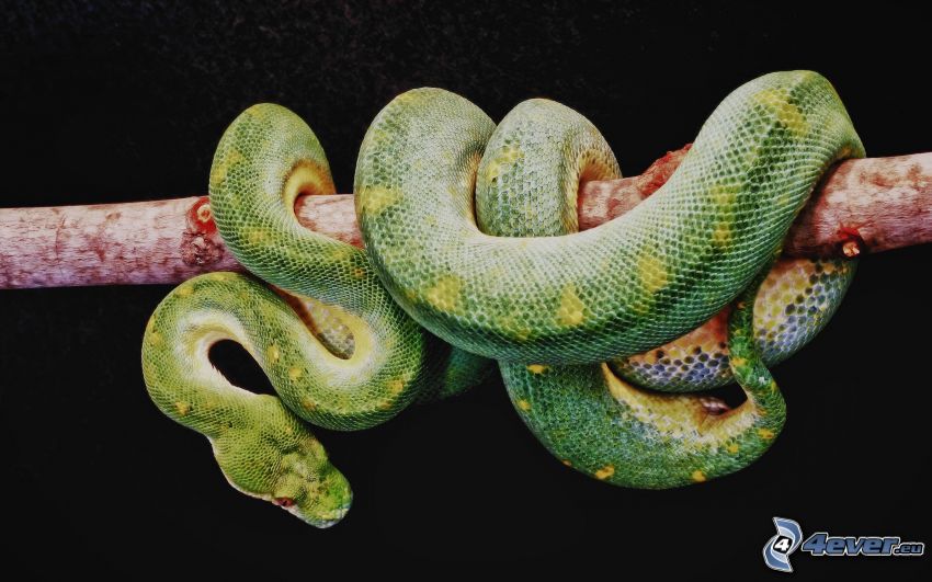 zelený had, konár
