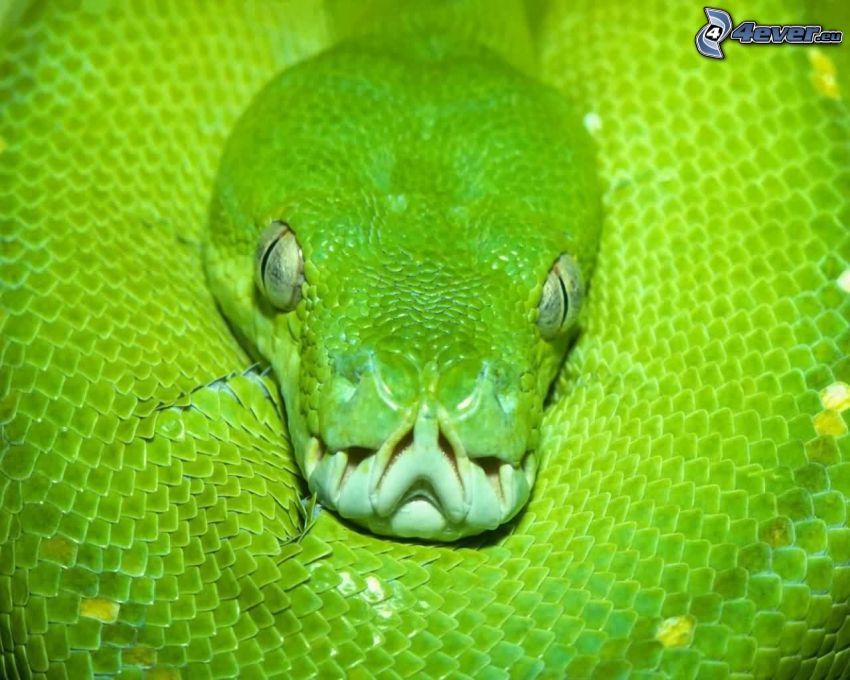 zelený had, zuby, oči