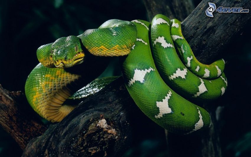zelený had
