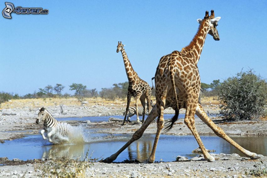 žirafa, mláka, púšť, nebo, zebra