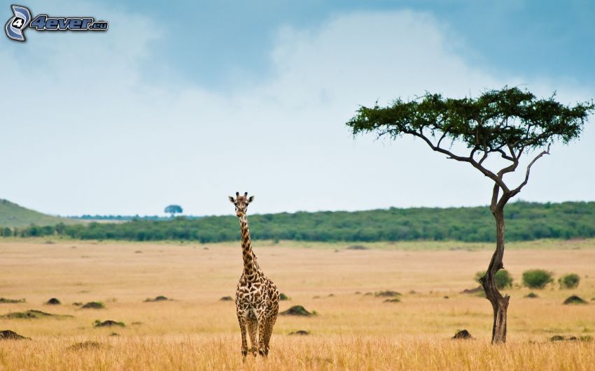 žirafa v stepi, savana