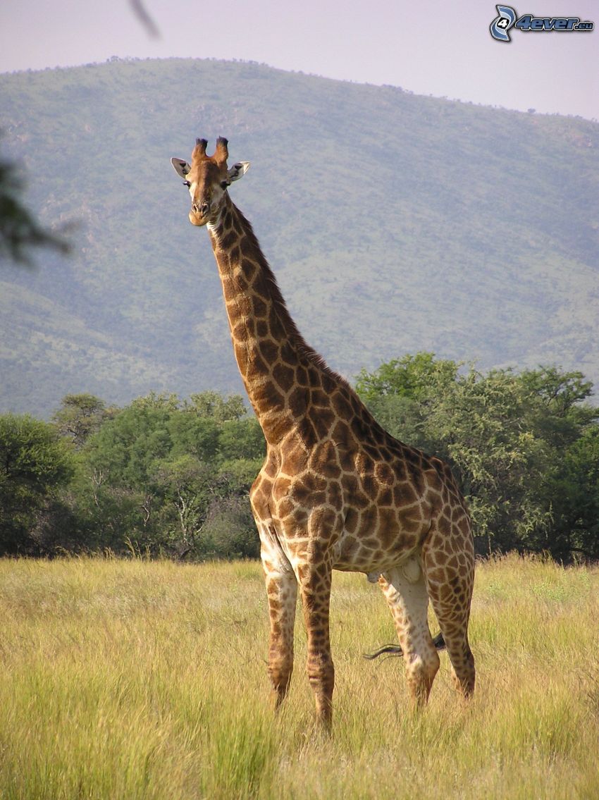 žirafa v stepi