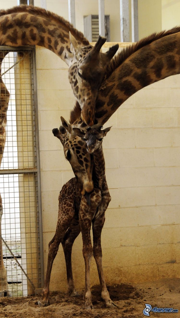 žirafia rodinka, mláďa, láska