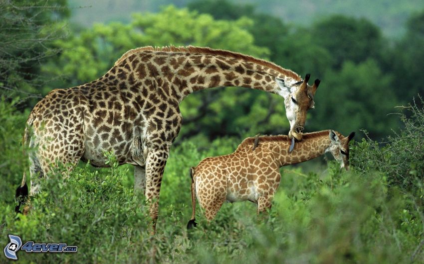žirafia rodinka, mláďa žirafy, zeleň