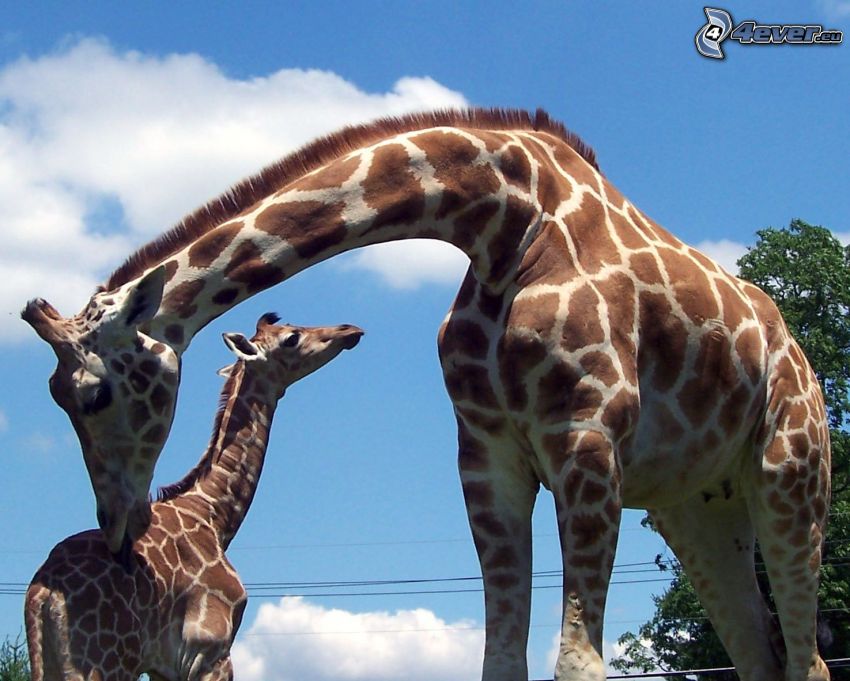 žirafia rodinka, mláďa žirafy