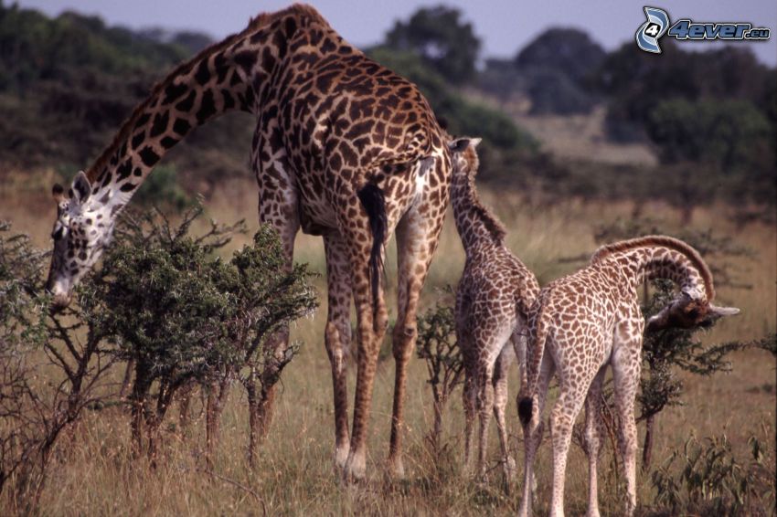 žirafy, mláďatá