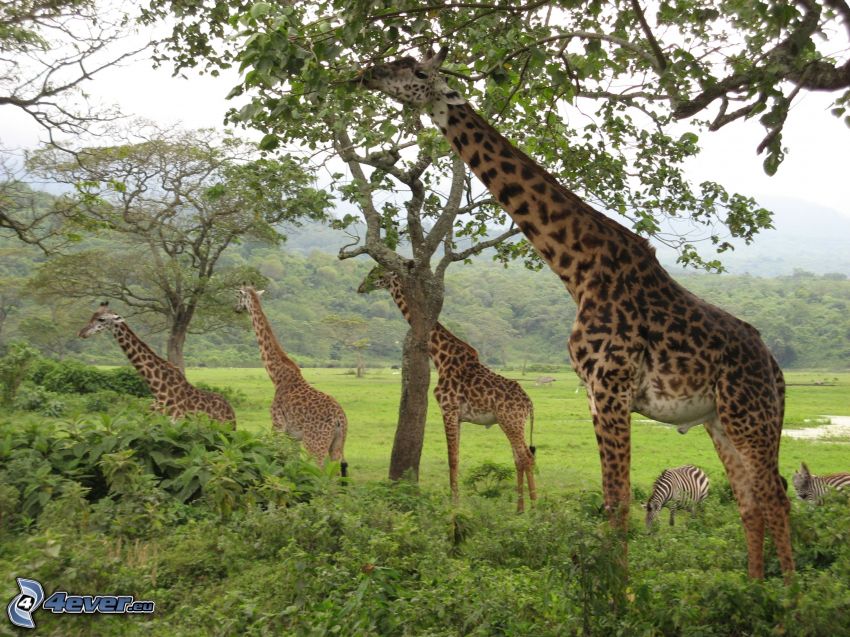 žirafy, stromy