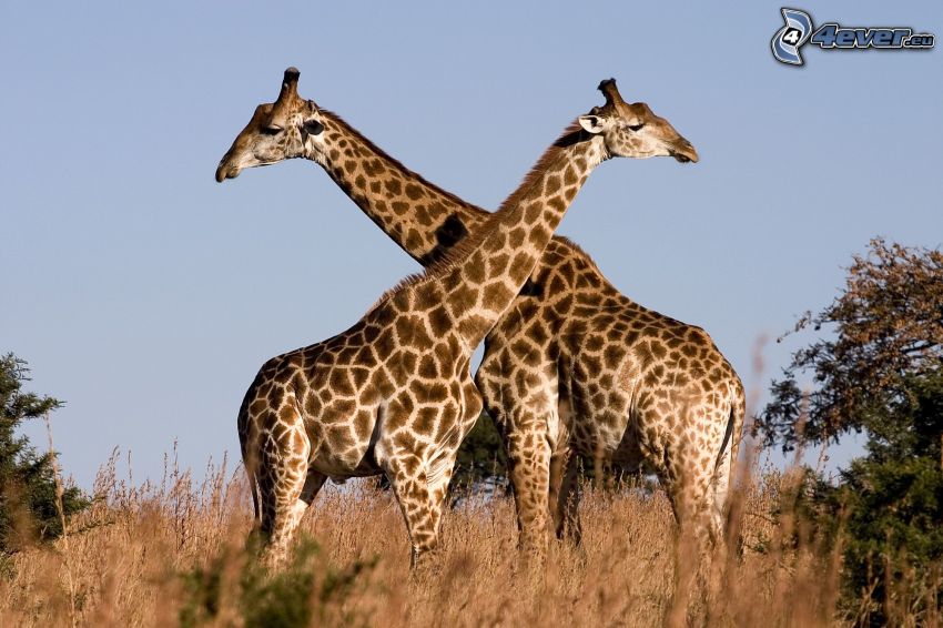 žirafy