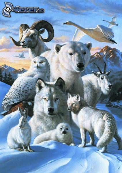 zvieratá, zima, zajac, medveď, vlk, labute, kamzík, sova