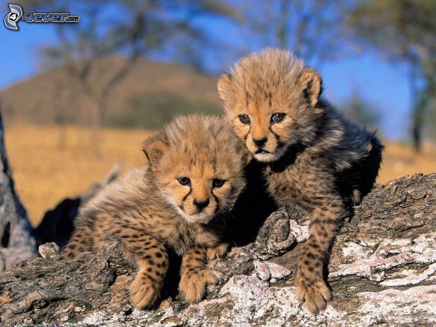 gepardy, mláďatá, kmeň