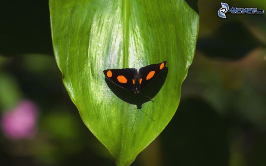 čierny motýľ, zelený list