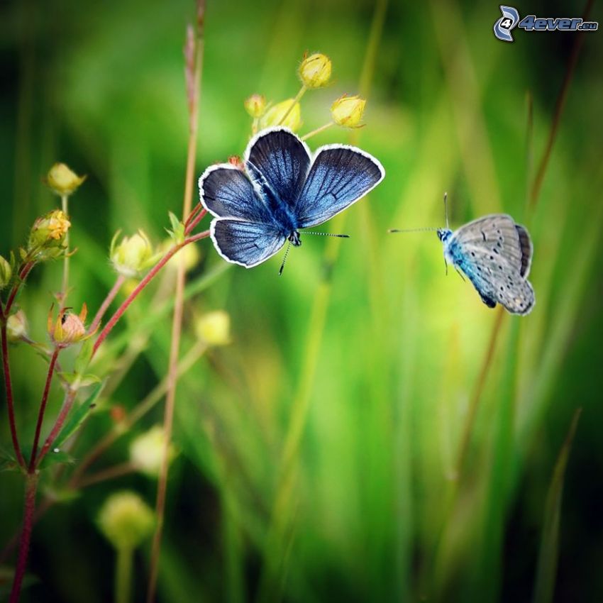 modré motýle, rastlina