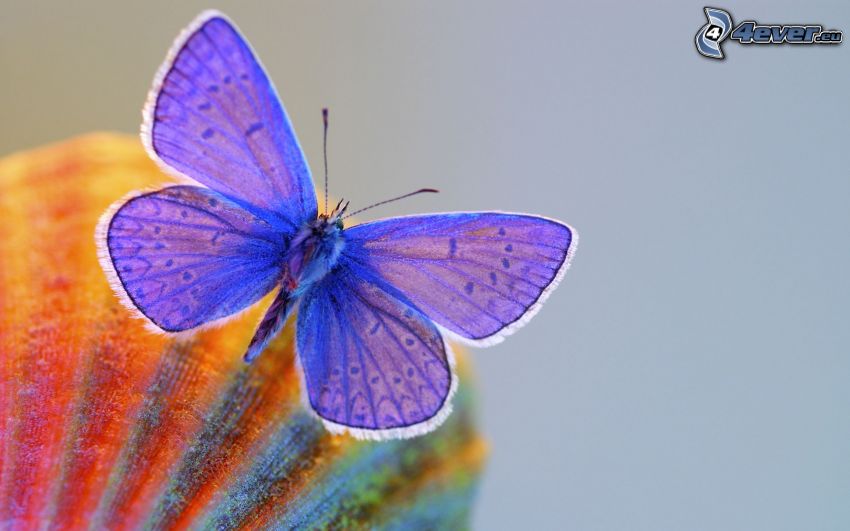 modrý motýľ