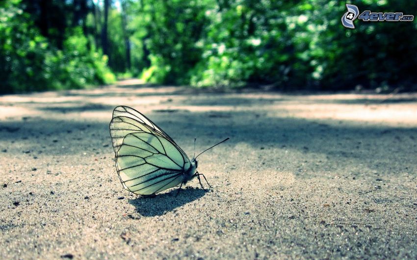 motýľ, cesta