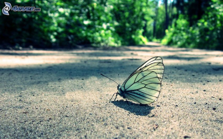 motýľ, cesta