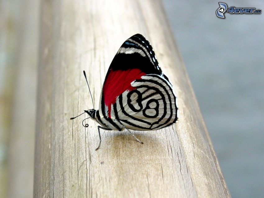 motýľ, drevo