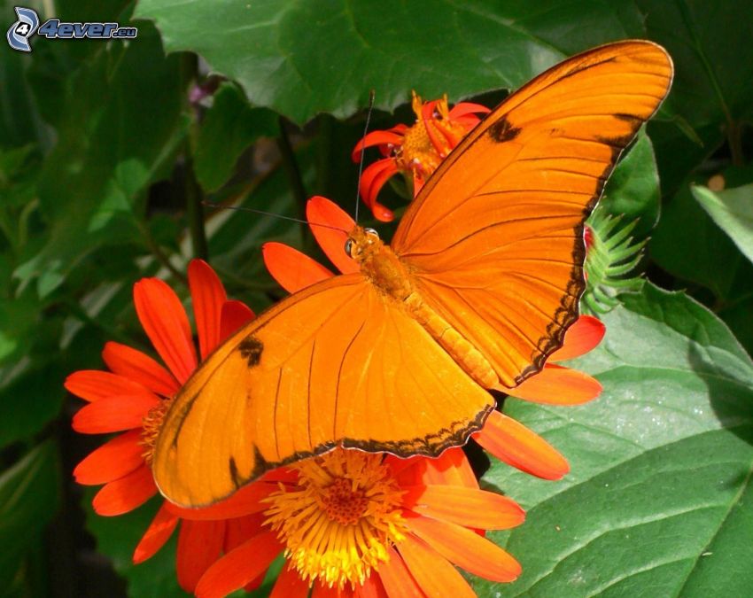 motýľ, oranžové kvety, makro