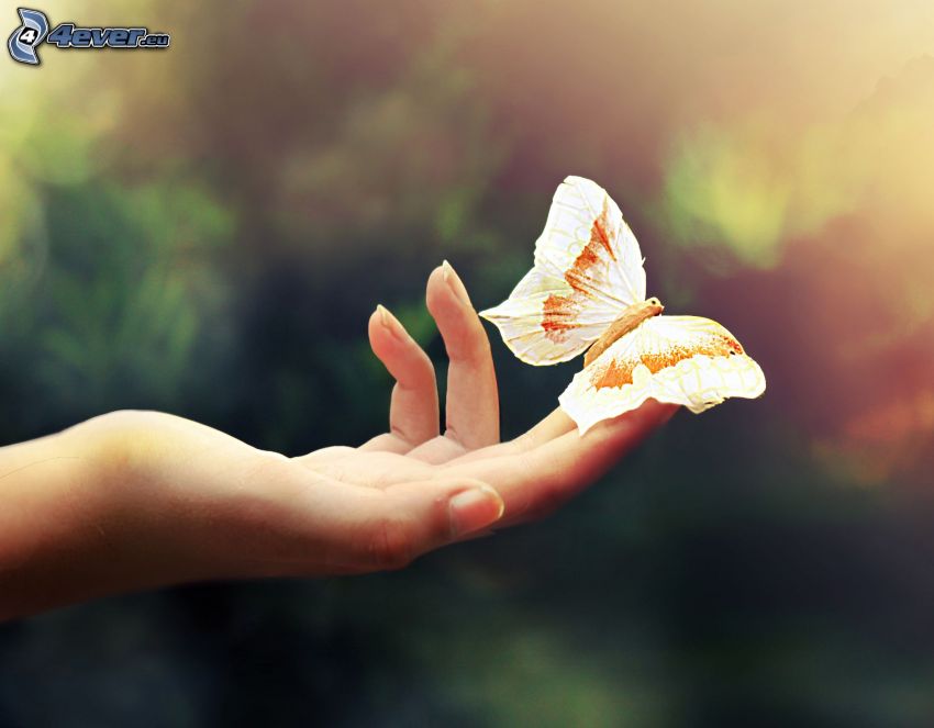 motýľ, ruka