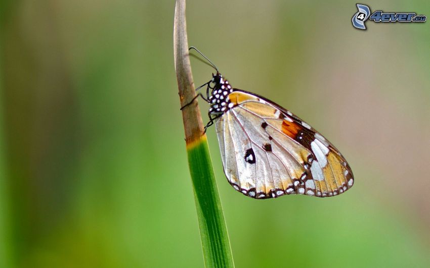 motýľ, steblo trávy