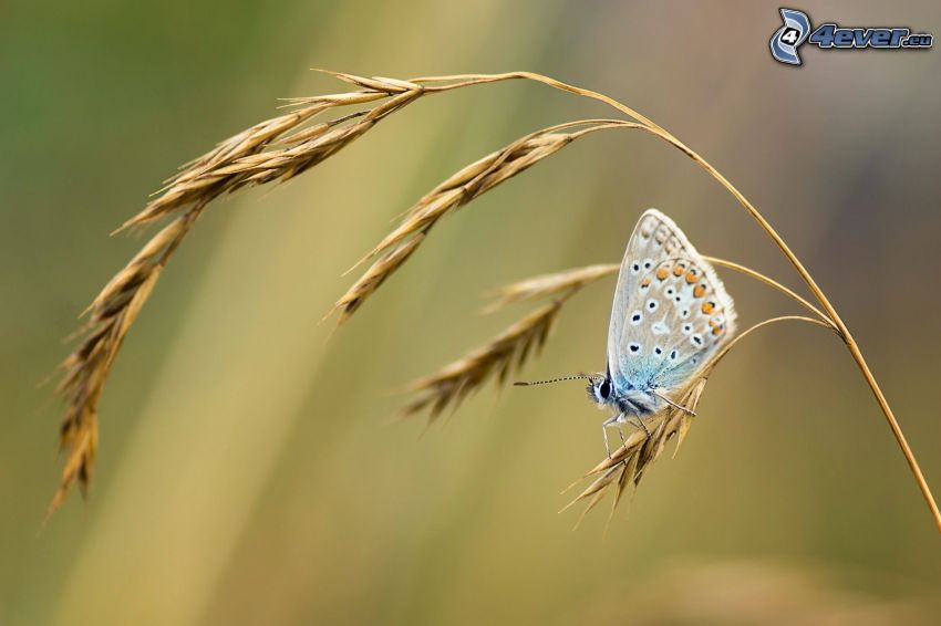 motýľ, suchá tráva