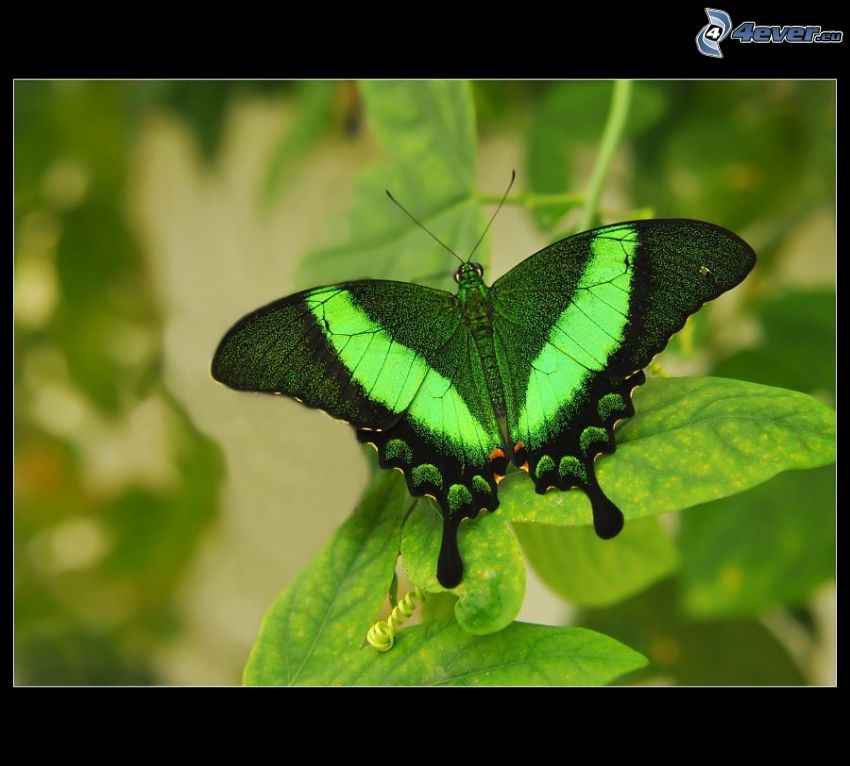motýľ, zelené listy