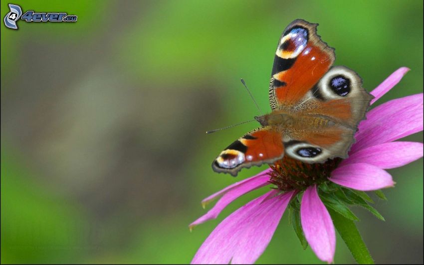 motýľ babôčka, fialový kvet