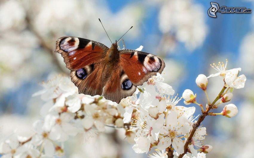 motýľ babôčka, kvitnúci konárik