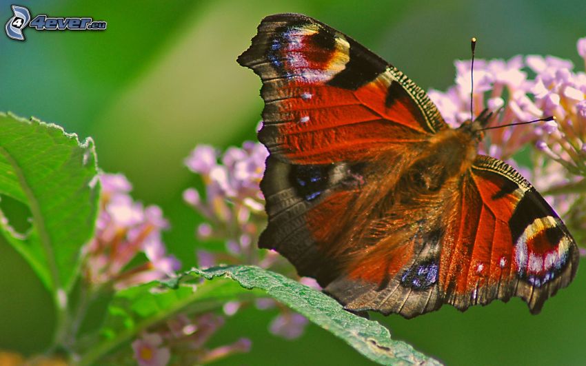 motýľ babôčka, makro, fialový kvet