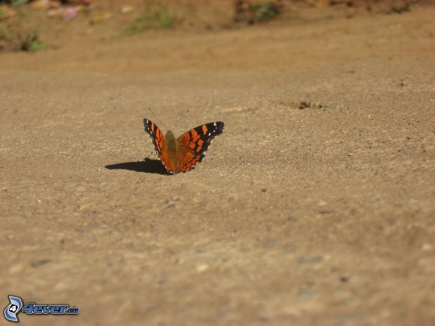 motýľ babôčka