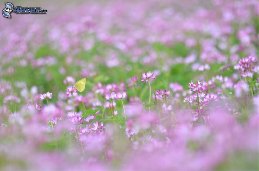 motýľ na kvete, fialové kvety