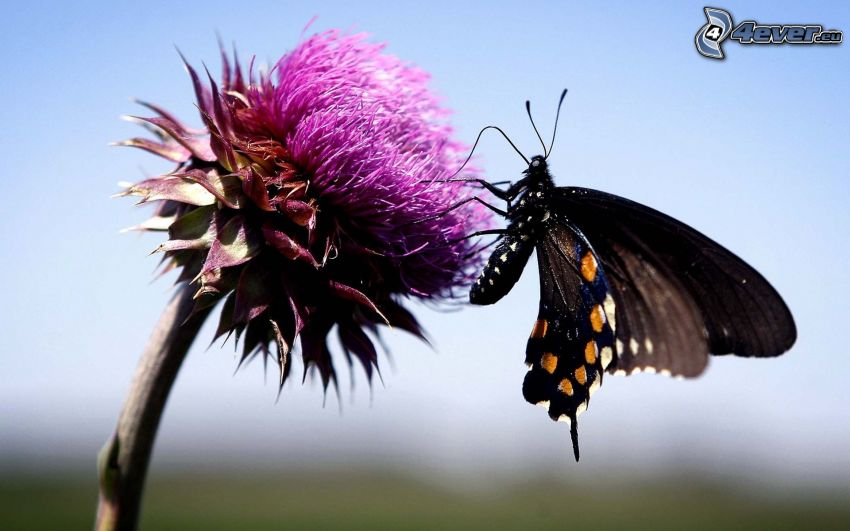 motýľ na kvete, fialový kvet