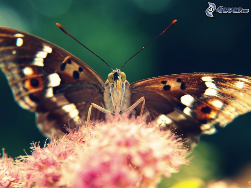 motýľ na kvete, makro