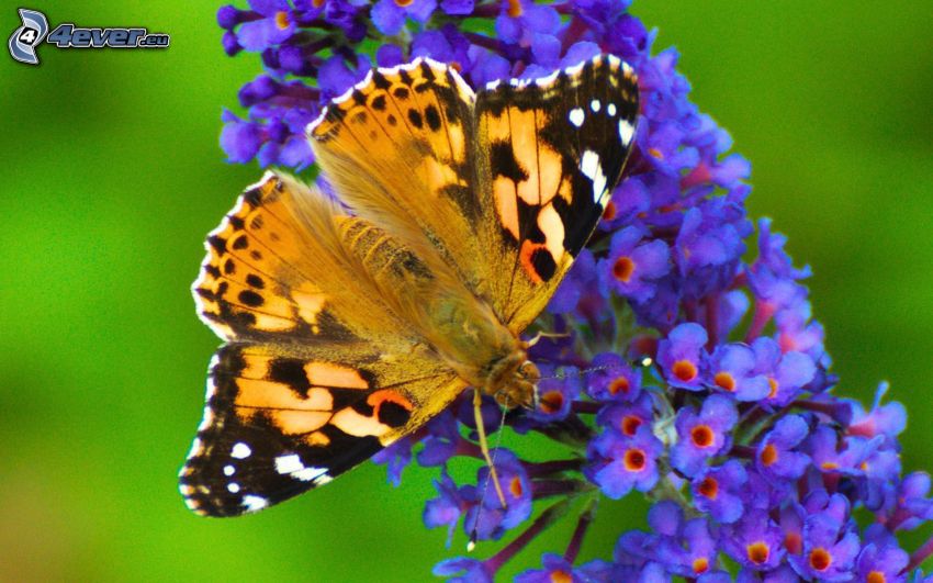 motýľ na kvete, modrý kvietok, makro